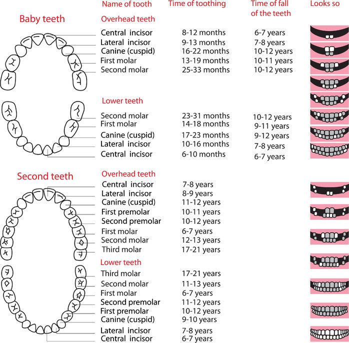 Tooth Development